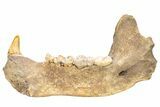 Fossil Cave Bear (Ursus spelaeus) Lower Jaw - Romania #240197-7